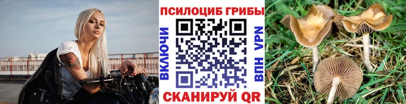 Псилоцибиновые грибы Psilocybe  Бологое 